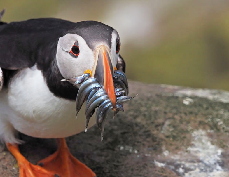 Kowa Genesis Prominar 10x22