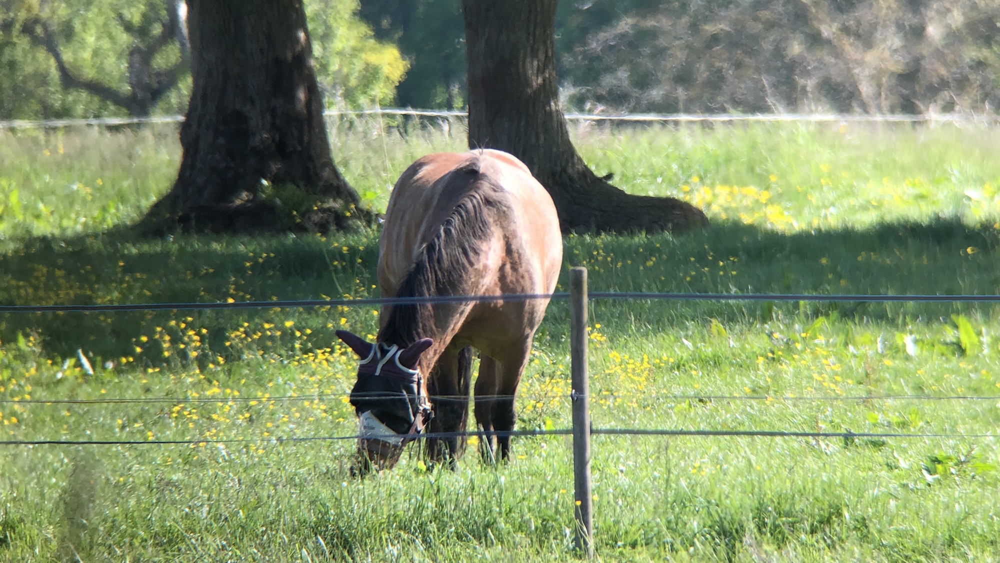 Nilta Smartphone Adapter Universal CPA