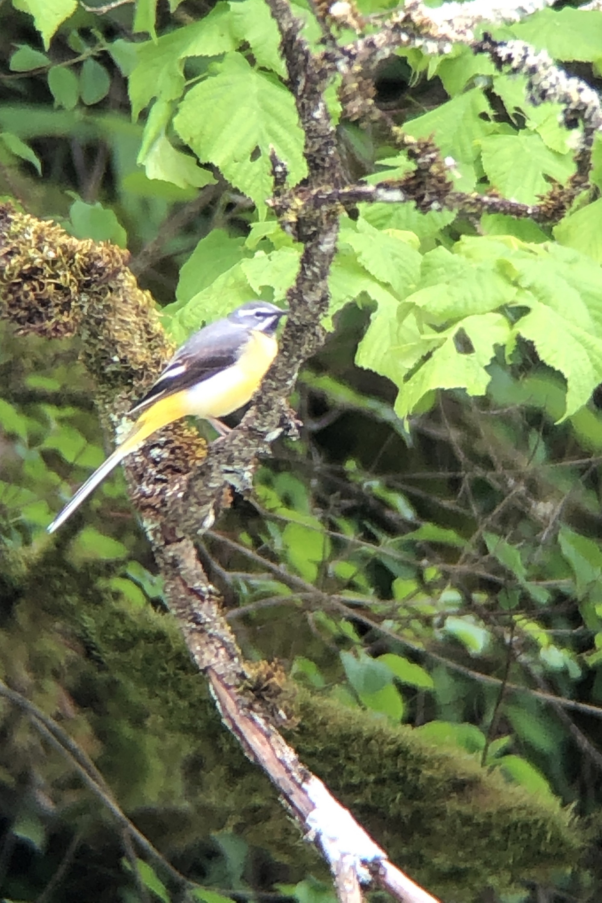 Nilta - PhoneScoper-XY - Rouge