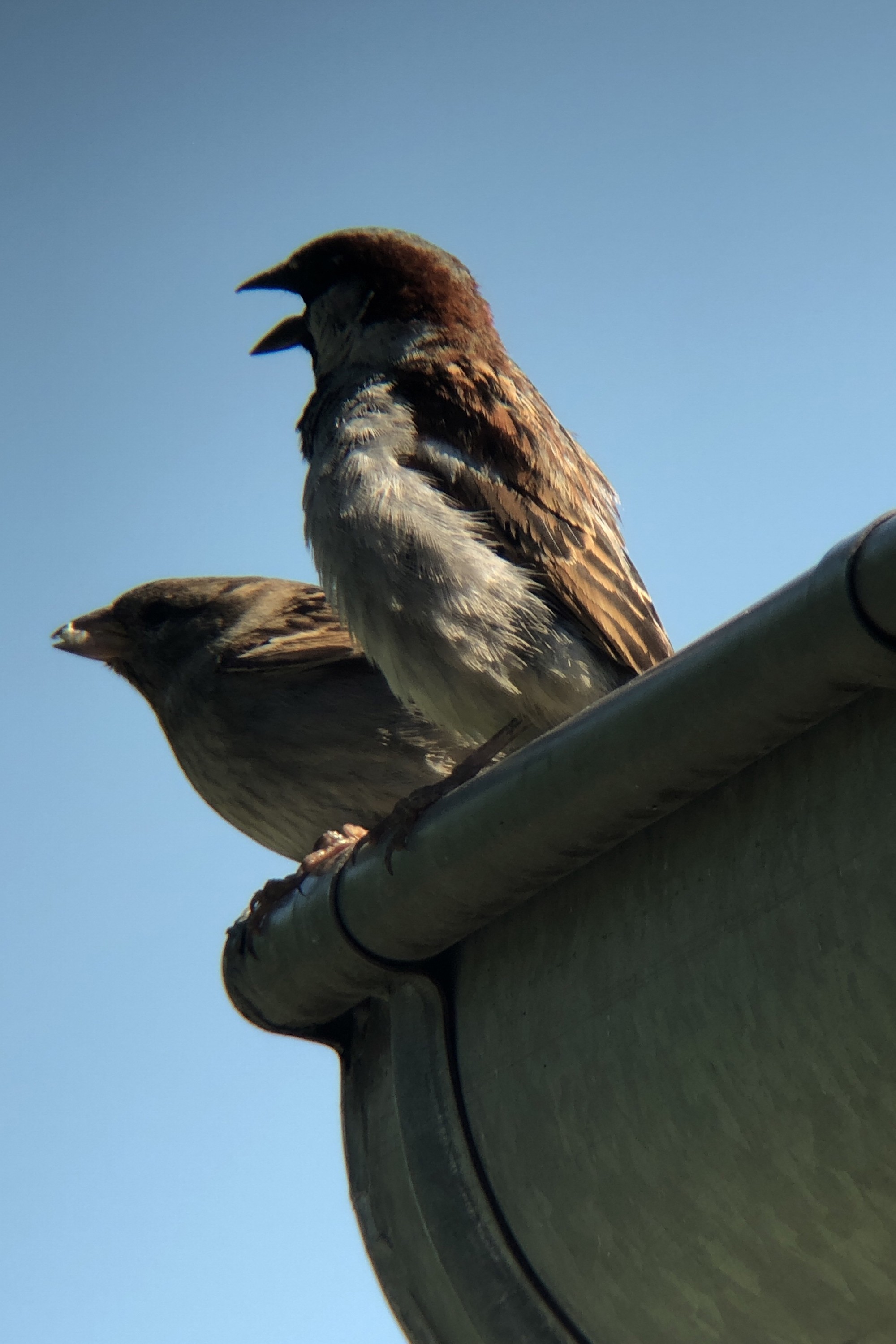 Nilta - PhoneScoper-XY - Vert Olive