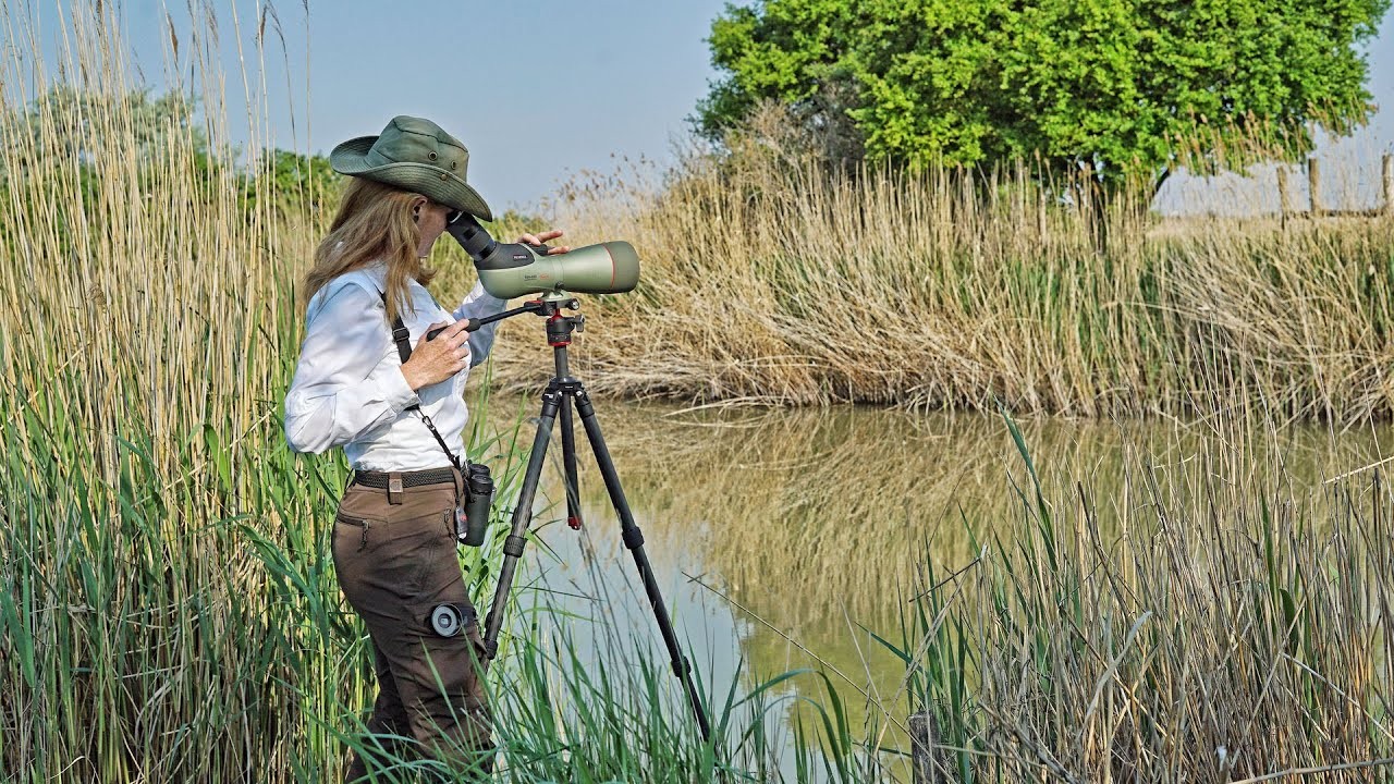 Kowa TSN-88A Prominar avec zoom 25-60x WW