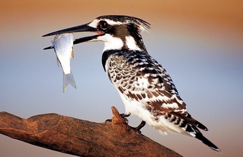 Zeiss VICTORY HT 10x54